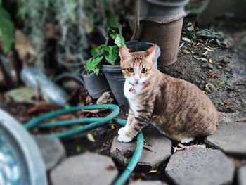 Portrait of tabby cat