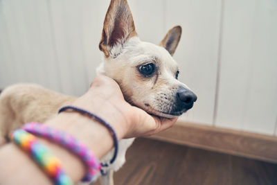 Close-up of dog