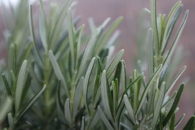 Close-up of fresh green plants in field