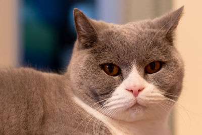 Close-up portrait of a cat