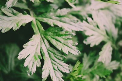 Close-up of green leaves on plant