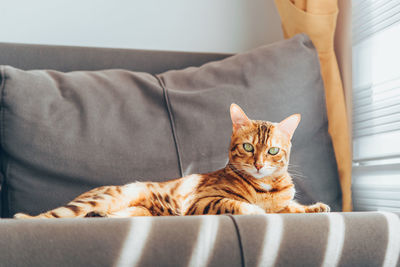 Bengal cat is resting on a sofa near the window in the living room.