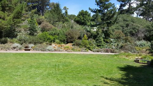 Scenic view of grassy field