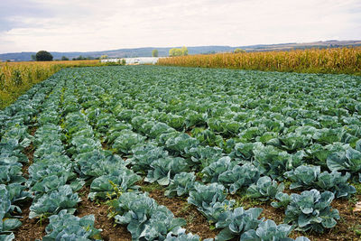 Scenic view of corn field against sky