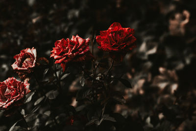red