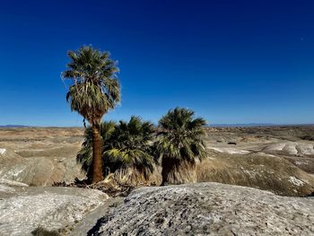 Trees growing in desert against blue sky