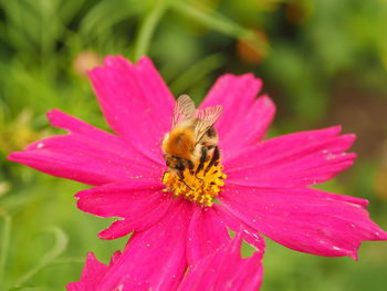 Close-up of bee pollinating flower