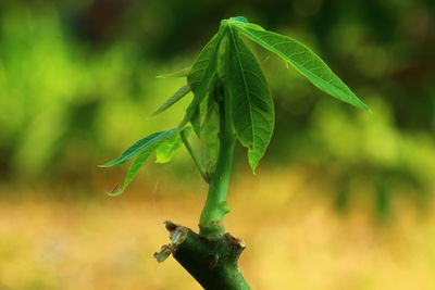 Close-up of fresh green leaves