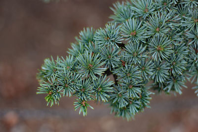 Close-up of pine