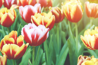 Close-up of tulips on field