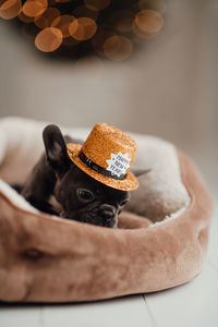 Close-up of hat