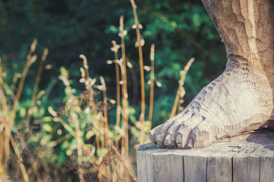 Close-up of lizard on wood