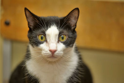 Close-up portrait of a cat