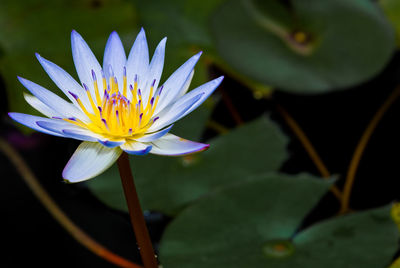 Close-up of lotus water lily in pond