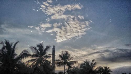 Low angle view of palm trees against sky