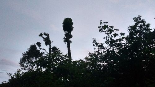 Low angle view of silhouette trees against sky