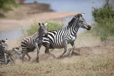 Zebra standing on field