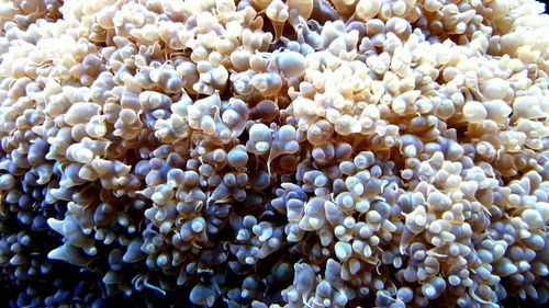 Close-up of coral