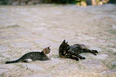 Group of a cat on land