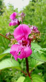 Close-up of pink flowers