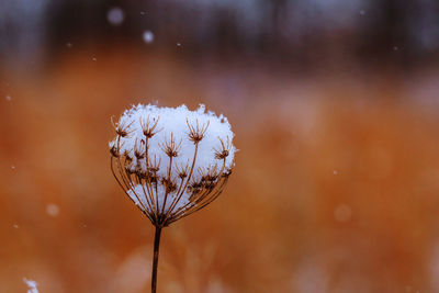 Close-up of snow on wilted plant