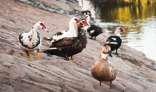 Ducks in a lake