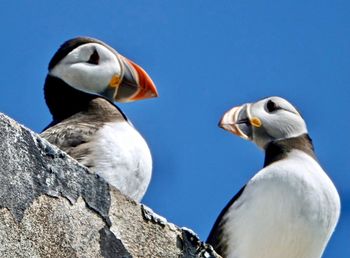 Close-up of puffin  against clear blue sky