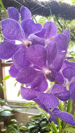 Close-up of purple flowers blooming outdoors