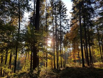 Sunlight streaming through trees in forest