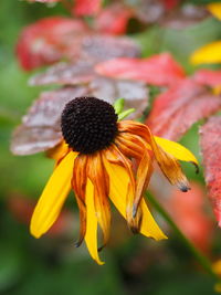 Close-up of yellow flower blooming outdoors