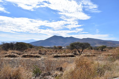 Scenic view of field against sky