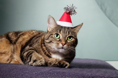 Portrait of domestic striped cute shorthair cat wearing red carnival christmas hat