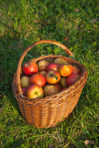 Fruits in basket on field