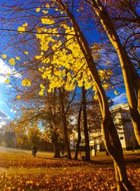 Trees on field during autumn