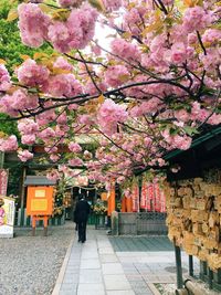 Pink flowers on footpath