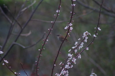 Close-up of bird perching on branch