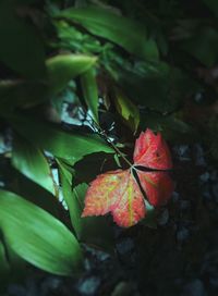 Close-up of red leaves on plant