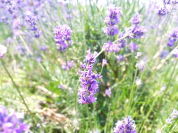 Close-up of purple flowers blooming outdoors