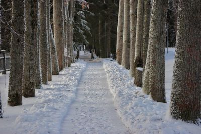 Snow covered road amidst trees in forest during winter