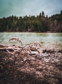 Close-up of dead plant on field by lake