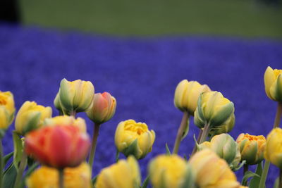 Close-up of yellow tulips