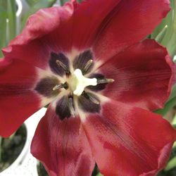 Close-up of flower blooming outdoors