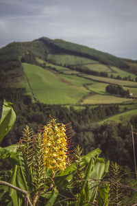 Scenic view of agricultural field against sky