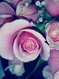 Close-up of pink rose