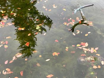 High angle view of leaves floating on lake