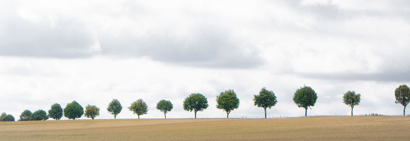 Palm trees on landscape against cloudy sky