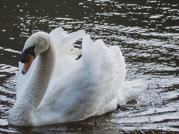 Swan floating on lake