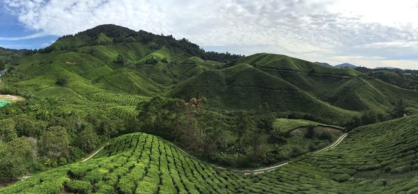Scenic view of green landscape against sky