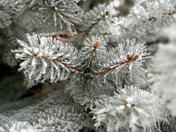 Close-up of frozen tree during winter