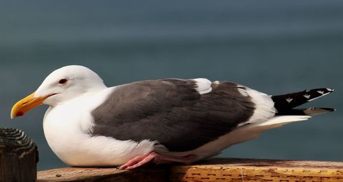 Seagull perching on wooden railing against sea